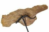 Fossil Theropod (Troodon?) Ilium - Montana #113083-5